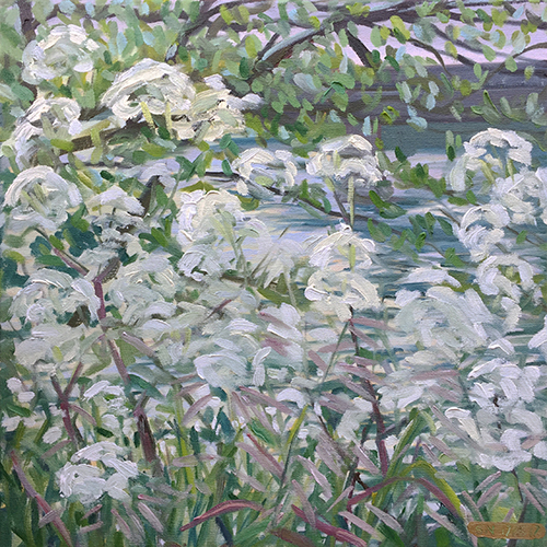 Cowparsley by the Avon near Saltford May 2017 by Stuart Nurse