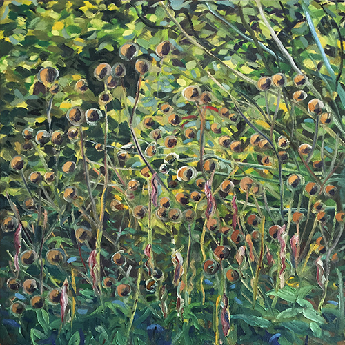 Seed heads, October 2016 by Stuart Nurse