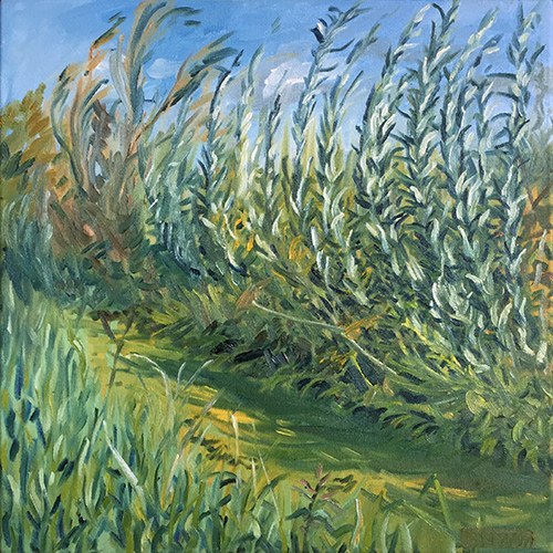 Willows in the Wind August 2017 by Stuart Nurse