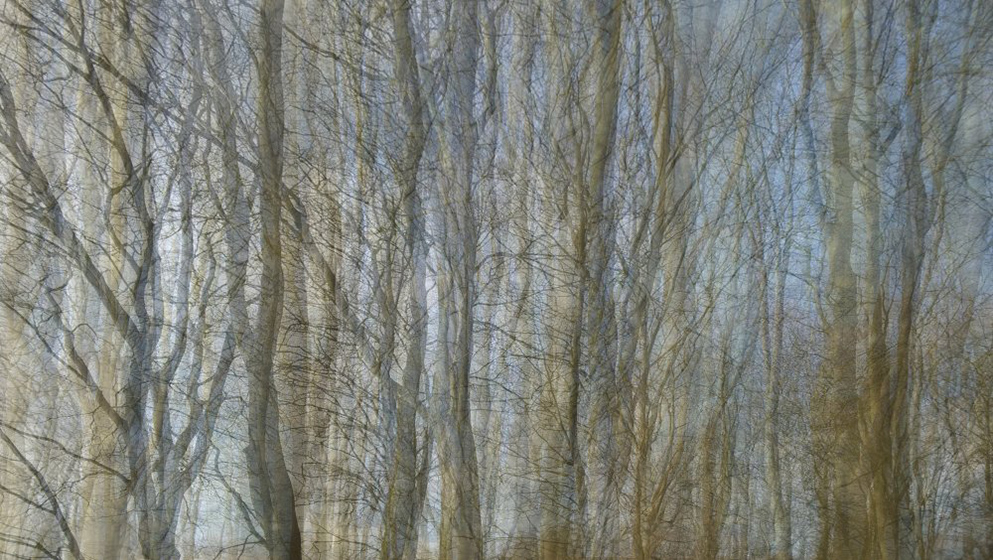Wall of trees by John Brooks